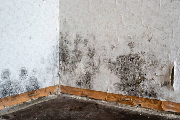 Best Attic Mold Removal  in Emma, NC